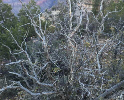 Gnarly Tree photo by Bear Cole