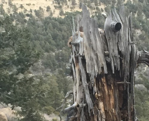 Old Dead Tree Looks Down Mountain photo by Bear Cole